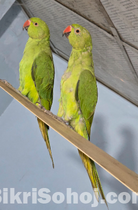 Indian ringneck parrot